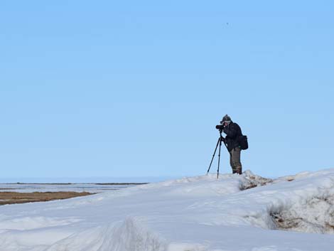 Barrow birding