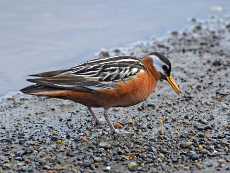 Barrow birding