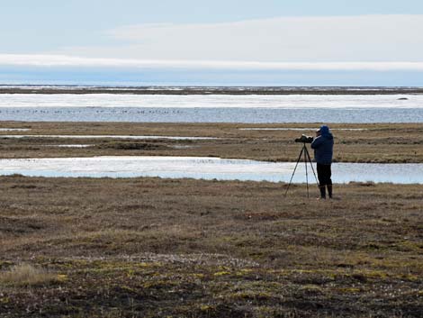 Barrow birding