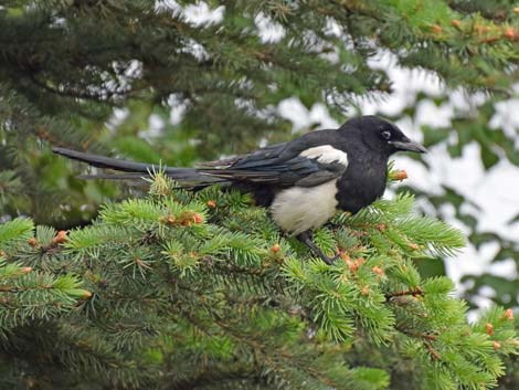 Anchorage birding