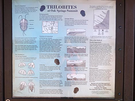 Oak Springs Trilobite Site
