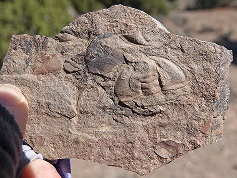 Oak Springs Trilobite Site