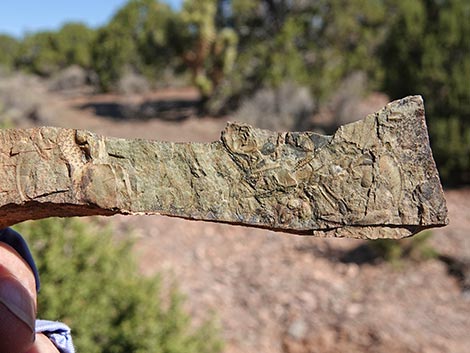Oak Springs Trilobite Site