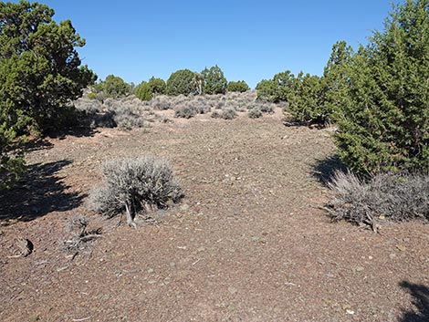 Oak Springs Trilobite Site