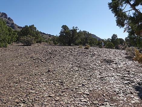 Oak Springs Trilobite Site
