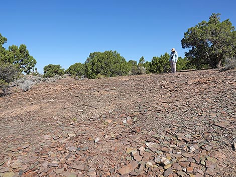 Oak Springs Trilobite Site