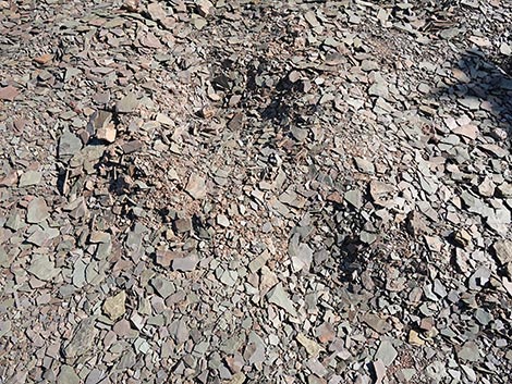 Oak Springs Trilobite Site