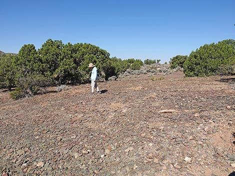 Oak Springs Trilobite Site