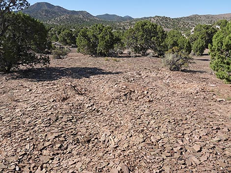 Oak Springs Trilobite Site