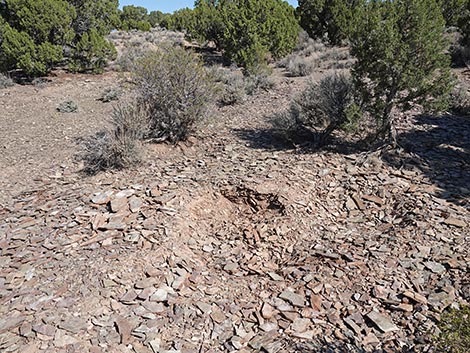 Oak Springs Trilobite Site