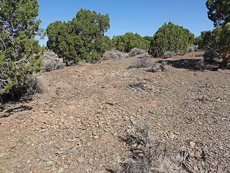 Oak Springs Trilobite Site