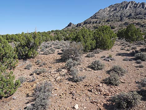 Oak Springs Trilobite Site