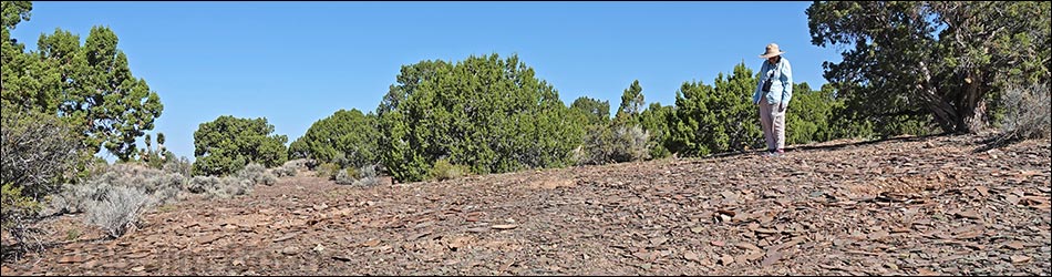 Oak Springs Trilobite Site