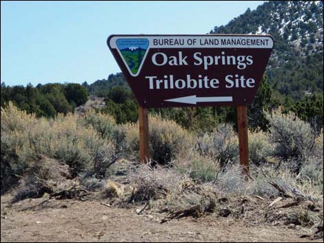 Oak Springs Trilobite Site