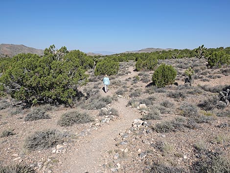 Oak Springs Trilobite Site