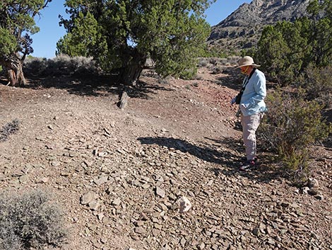 Oak Springs Trilobite Site