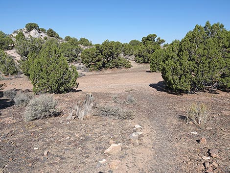 Oak Springs Trilobite Site