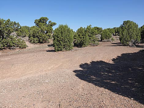 Oak Springs Trilobite Site