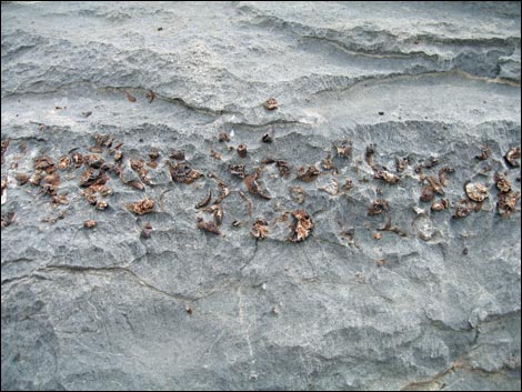 Fossil Coral