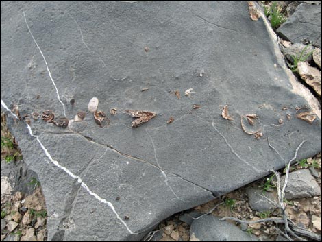 Fossil Coral