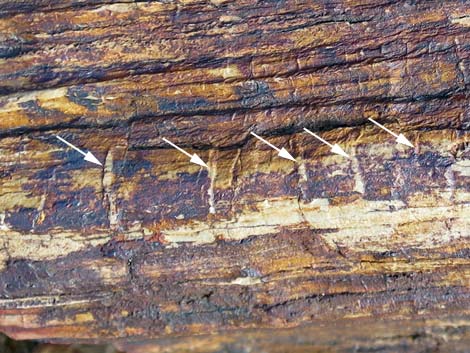 Petrified wood