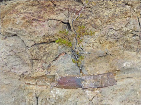 Fossil Plants