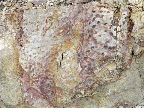 Fossil Plants