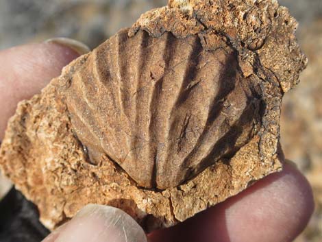 shell fossils in rocks