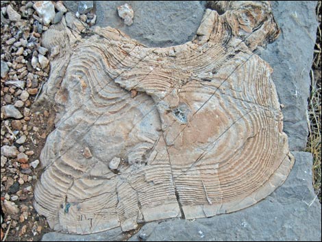 Fossil Sponges