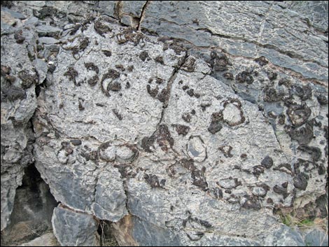 Fossil Sponges