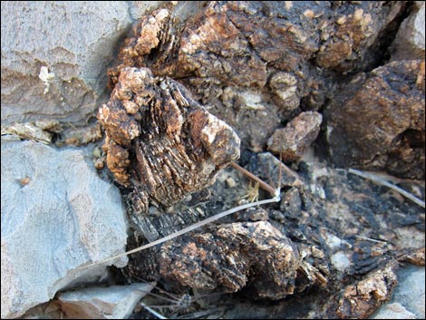 Fossil Sponges