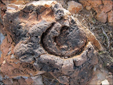 Fossil Sponges