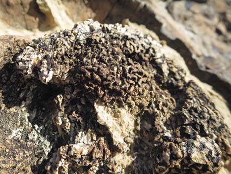 Fossil Sponges