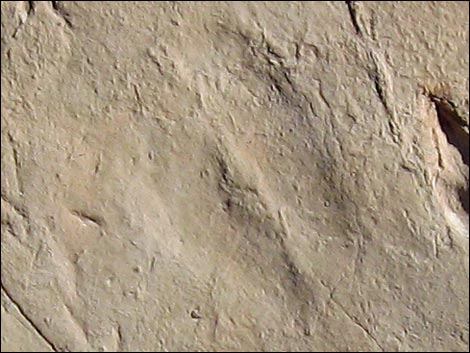 Fossil Tracks