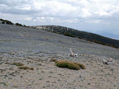 Alpine Tundra (Alpine Life Zone)