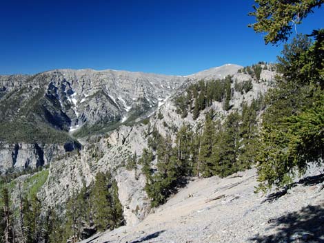 Bristlecone Pine Forest (Hudsonian Life Zone)