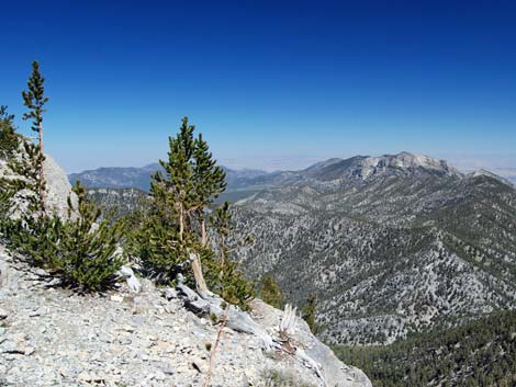 Bristlecone Pine Forest (Hudsonian Life Zone)