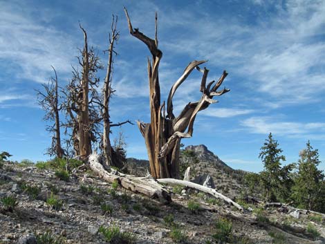 Bristlecone Pine Forest (Hudsonian Life Zone)