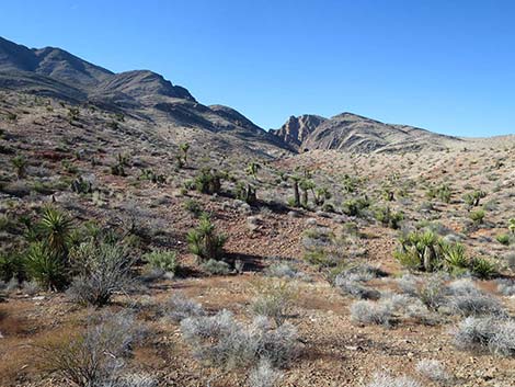 Mojave Desert Scrub