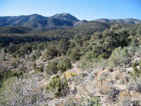 Pinyon-Juniper Woodland (Upper Sonoran Life Zone)