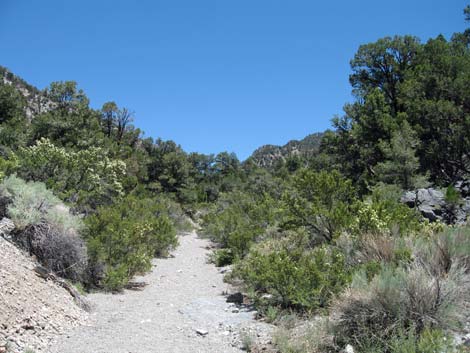 Pinyon-Juniper Woodland (Upper Sonoran Life Zone)