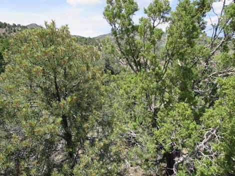 Pinyon-Juniper Woodland