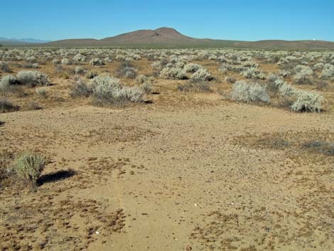 shadscale (Atriplex confertifolia)