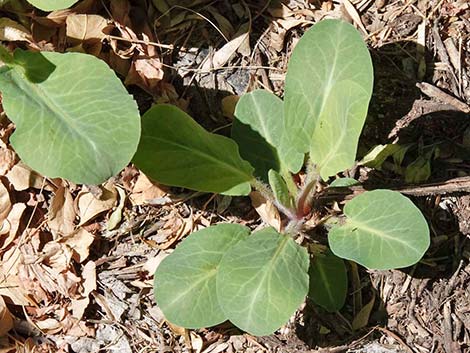 Yerba Mansa (Anemopsis californica)