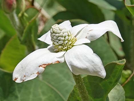 Yerba Mansa (Anemopsis californica)