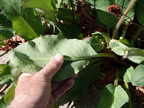 Yerba Mansa (Anemopsis californica)