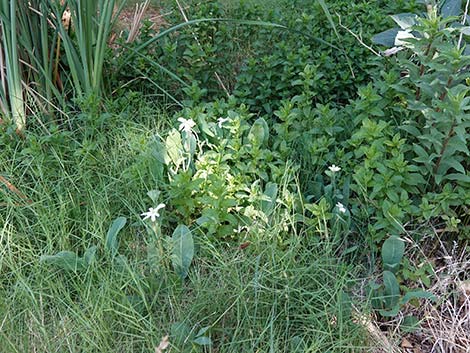 Yerba Mansa (Anemopsis californica)