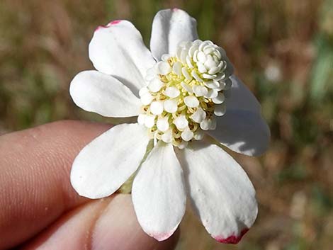 Yerba Mansa (Anemopsis californica)