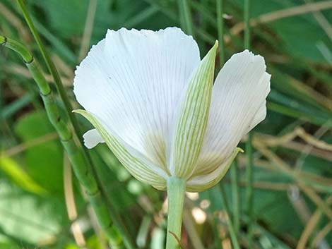 Alkali Mariposa Lily (Calochortus striatus)