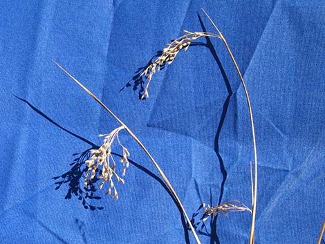 Rushes (Juncus spp.)